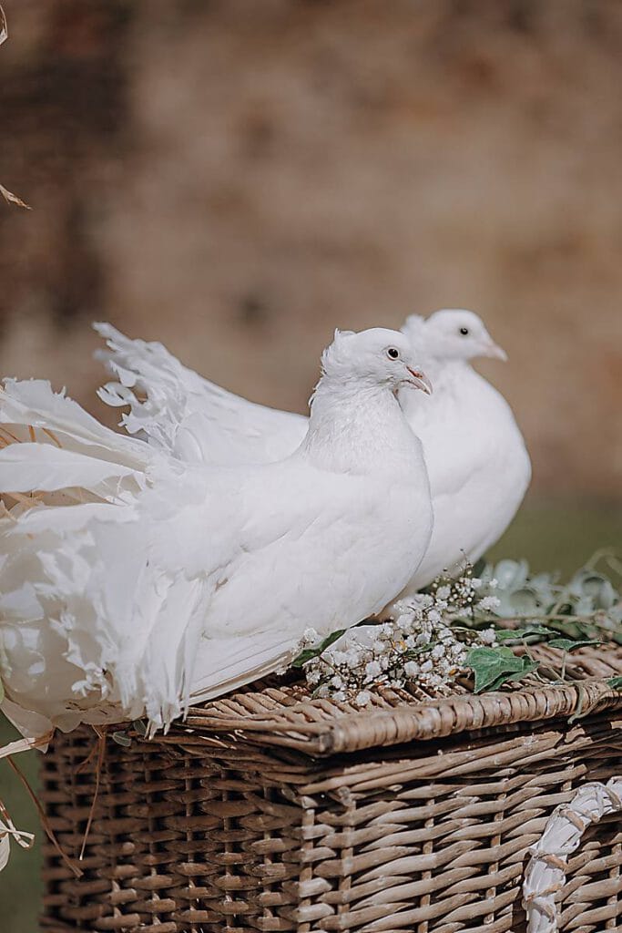 Zwei weiße Tauben mit gekräuselten Schwänzen sitzen auf einem mit Blumen und grünen Blättern geschmückten Weidenkorb vor einem sanften Hintergrund, der die Eleganz einer Hochzeit einfängt, bei der Sie den perfekten Dienstleister auswählen möchten. Unser Zelt für Ihr Event in Leipzig und Umgebung.